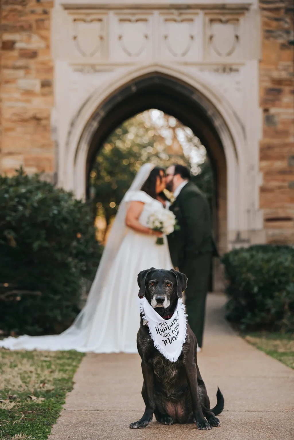 Elopement Wedding A black dog wearing a white bandana that reads "My humans are getting married" stands in the foreground. In the background, a bride in a white wedding dress and a groom in a dark suit are kissing under a stone archway surrounded by greenery. Elopements Inc