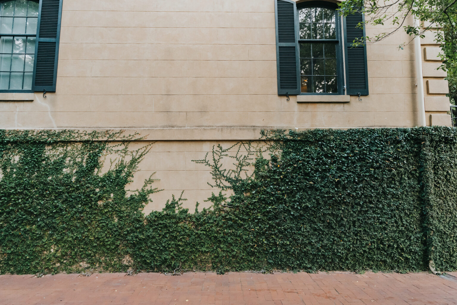 Elopement Wedding A beige building facade with two black shuttered windows, perfect for a romantic elopement. The lower part of the facade is covered in lush green ivy, which creeps up towards the windows. The ground in front of the building is made of red bricks. A small section of a tree is visible on the right. Elopements Inc