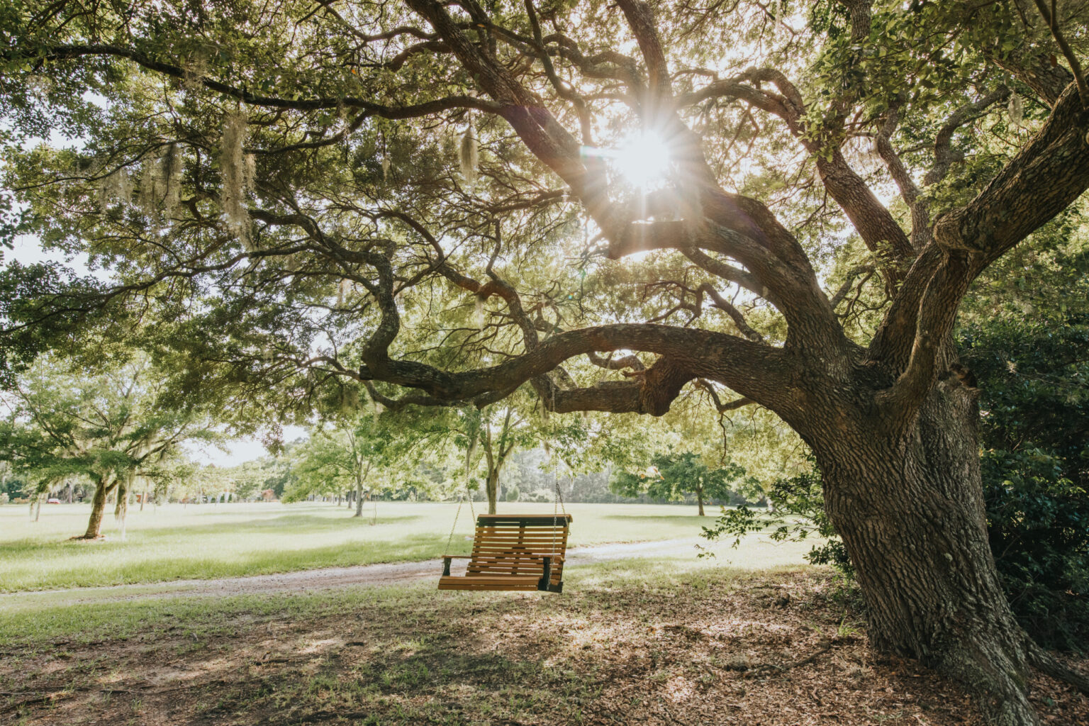 Elopement Wedding A wooden swing hangs from the sturdy, outstretched branch of a large, leafy tree in a sunlit park. Rays of sunlight peek through the tree's branches, illuminating the surrounding grass and casting dappled shadows on the ground. This serene spot is perfect for intimate elopements amidst nature's beauty. Elopements Inc