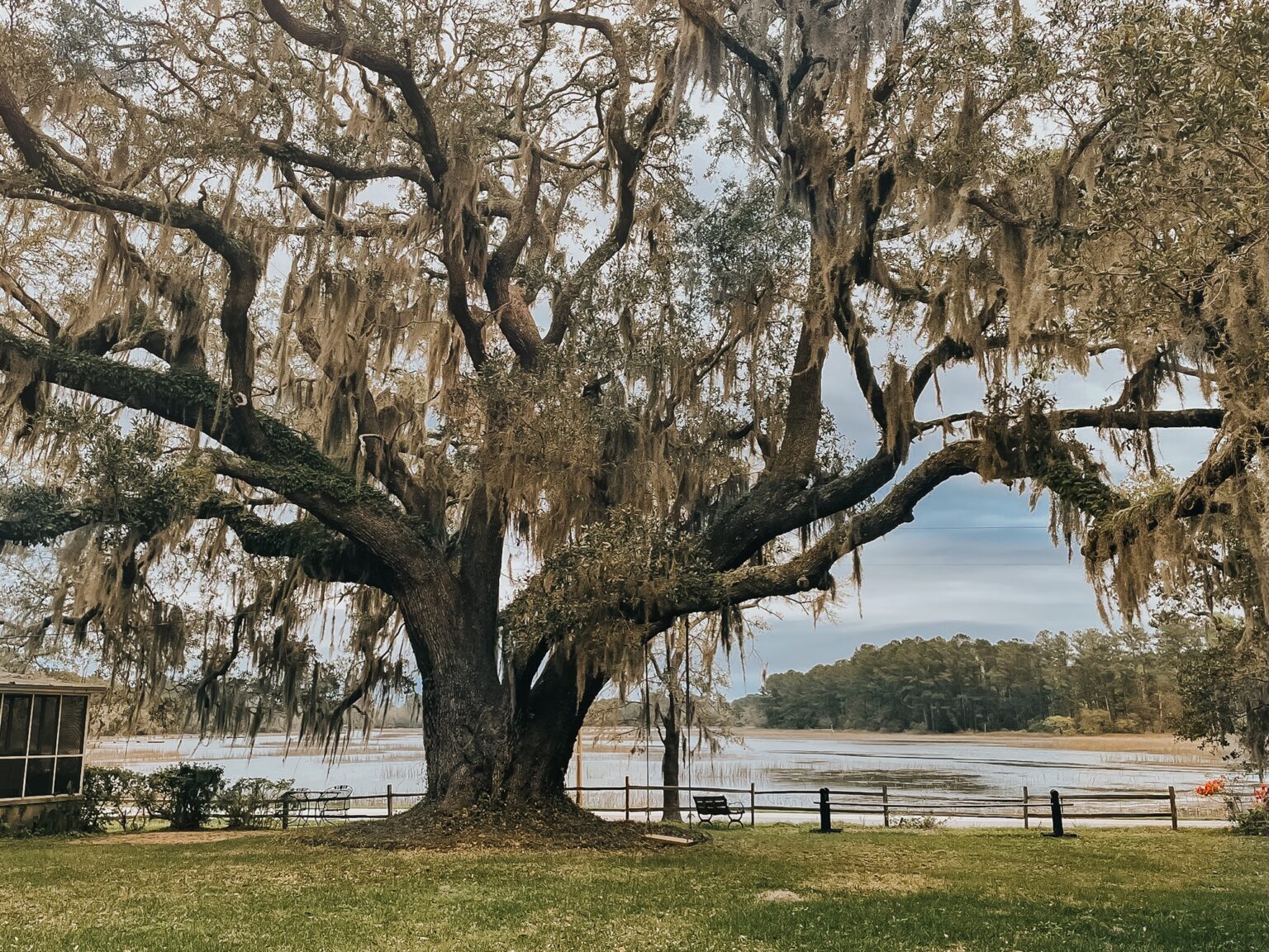 Elopement Wedding A sprawling oak tree adorned with Spanish moss stands prominently in a grassy area near a waterfront, creating a picturesque backdrop perfect for intimate elopements. A wooden fence runs parallel to the shoreline, and dense trees line the opposite bank under a partly cloudy sky. A small wooden structure is visible to the left. Elopements Inc